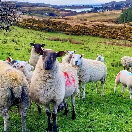 Donegal