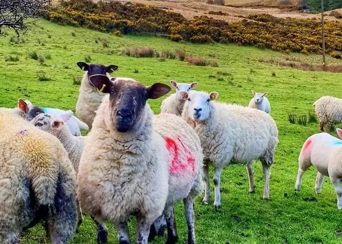 Donegal